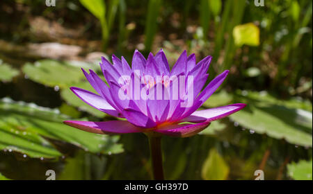 Un vibrant purple fleurs de lys dans un étang. Banque D'Images