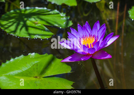 Un vibrant purple fleurs de lys dans un étang. Banque D'Images