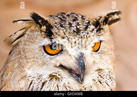 Aigle de Sibérie (Owl Bubo bubo sibiricus) Banque D'Images