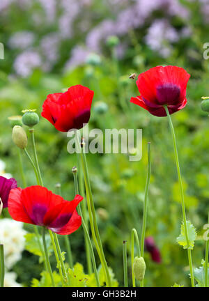 Red poppys poussant dans un jardin, prises à partir du sol jusqu'à. Banque D'Images