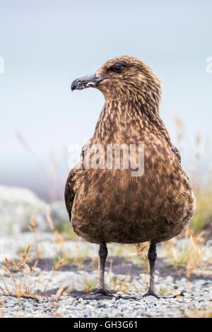 Grand labbe (Stercorarius skua) Banque D'Images