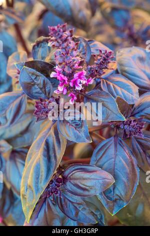 Basilic pourpre - Ocimum basilicum, Norfolk, Angleterre, août. Banque D'Images