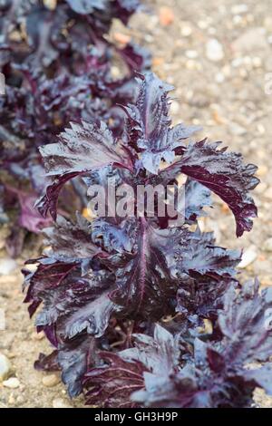 Le basilic, 'Purple ruffles' - Ocimum basilicum. Norfolk, Angleterre, août. Banque D'Images