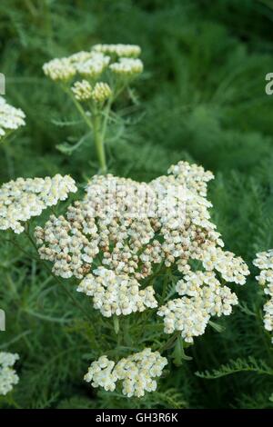 L'Achillea nobilis subsp. neilreichii, Norfolk, Angleterre, août. Banque D'Images