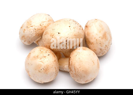 Cinq champignons de champignons sur un fond clair Banque D'Images