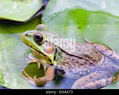 Vue rapprochée d'une Grenouille assis sur des feuilles dans un étang de la moitié submergé Banque D'Images