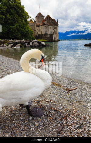 Low Angle Vue rapprochée d'un cygne Debout le long d'un lac avec à l'arrière-plan dans le château de Chillon, Veytaux, Canton de Vaud, Suisse Banque D'Images