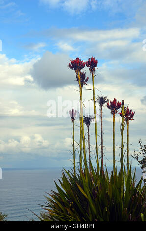 Tall fleurs du gymea lily (doryanthes excelsa) pousse à proximité de garie beach, le royal National park. Également connu sous le nom de flam Banque D'Images