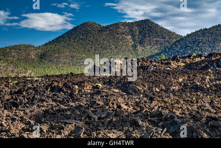 O'Leary sur pic Bonito Lava Flow, Sunset Crater Volcano National Monument, Arizona, USA Banque D'Images