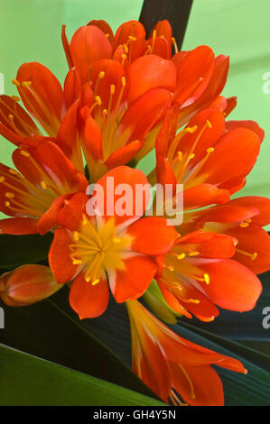 CLIVIA miniata, kafir, LILY Banque D'Images