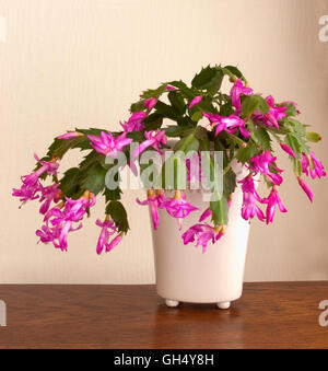 Cactus de Noël, Schlumbergera truncata Banque D'Images