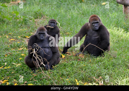 Zoologie / animaux, des Mammifères (Mammalia), Gorille de plaine de l'ouest (Gorilla gorilla gorilla), captive, Limbe Wildlife Centre, Limbe, Cameroun, Afrique, Sud-Ouest, Additional-Rights Clearance-Info-Not-Available- Banque D'Images