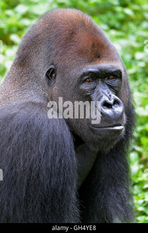 Zoologie / animaux, des Mammifères (Mammalia), Gorille de plaine de l'ouest (Gorilla gorilla gorilla), chef, homme, animal, Silverback, captive, Limbe Wildlife Centre, Limbe, Cameroun, Afrique, Sud-Ouest, Additional-Rights Clearance-Info-Not-Available- Banque D'Images