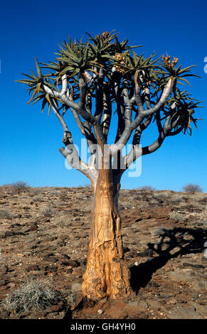 Botanique, Quiver Tree (aloe dichotoma), le Brandberg, Namibie, Afrique, Additional-Rights Clearance-Info-Not-Available- Banque D'Images