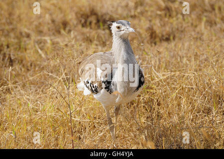 Zoologie / animaux, Oiseaux (Aves), l'Outarde Kori (Ardeotis kori), Ngorongoro Crater, Ngorongoro Conservation Area, Tanzania, Africa,-Additional-Rights Clearance-Info-Not-Available Banque D'Images