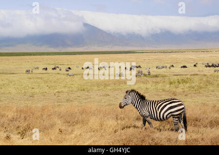 Zoologie / animaux, des Mammifères (Mammalia), le zèbre (Equus quagga) sur le couvert du cratère du Ngorongoro, Ngorongoro Conservation Area, Tanzania, Africa,-Additional-Rights Clearance-Info-Not-Available Banque D'Images
