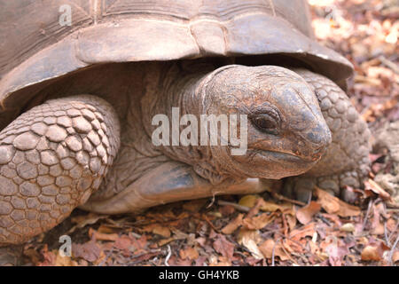 Zoologie / animaux, Reptiles (Reptilia), tortue géante d'Aldabra (Aldabrachelys gigantea) sur l'île ou l'île de Changuu Prison dans l'océan Indien, l'archipel de Zanzibar, Tanzanie, Afrique, Additional-Rights Clearance-Info-Not-Available- Banque D'Images