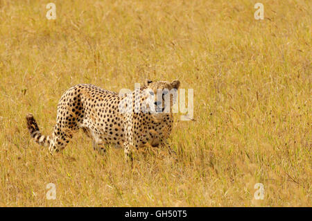 Zoologie / animaux, des Mammifères (Mammalia), masculin Guépard (Acinonyx jubatus), Ngorongoro Crater, Ngorongoro Conservation Area, Tanzania, Africa,-Additional-Rights Clearance-Info-Not-Available Banque D'Images