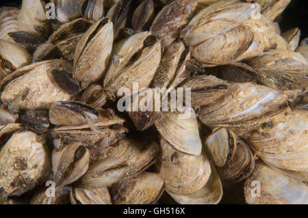 Les moules zébrées colonie ou errant (Dreissena polymorpha) Europe de l'Est Banque D'Images