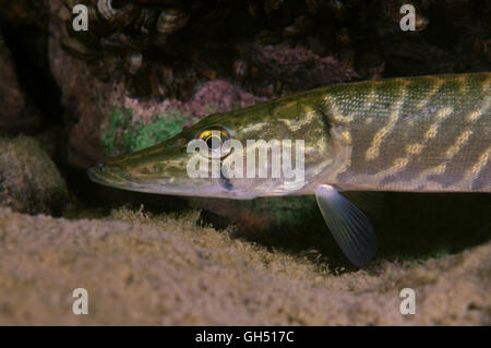 Le grand brochet, brochet commun, Grands Lacs pike ou American grand brochet (Esox lucius) Le Nord de l'Europe Banque D'Images