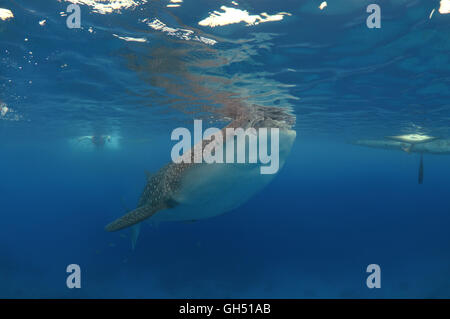 Requin-baleine ou le requin pèlerin (Rhincodon typus) Indo-pacifique, Philippines, en Asie du sud-est Banque D'Images