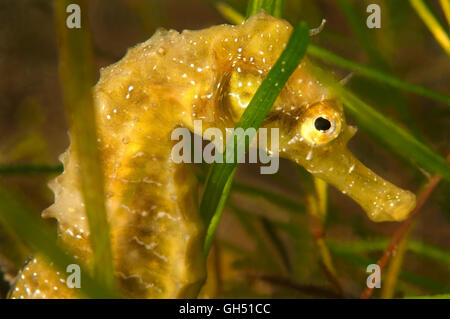 Portrait d'un hippocampe à crinière ou Long-snouted" (Hippocampus guttulatus) Mer Noire Banque D'Images