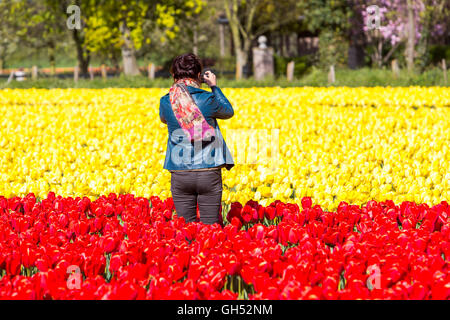 Nombreuses tulipes sur un champ de fleurs, de fleurs, de l'agriculture, secteur en croissance aux Pays-Bas, près de Lisse, coloré, tourist Banque D'Images