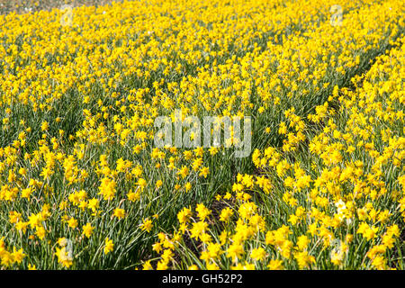 Beaucoup de jonquilles jaune, jonquilles champ près de Lisse, Hollande méridionale, Pays-Bas, Banque D'Images