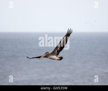 Pélican brun (Pelecanus occidentalis) volant au-dessus de l'Océan Pacifique Banque D'Images