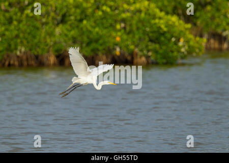 Grande Aigrette Ardea alba San Blas, Nayarit, Mexique 7 juin Adulte en plumage nuptial laissant colonie de reproduction dans les Mangroves. Ar Banque D'Images