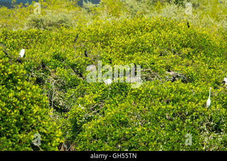 & Grand Cormoran Grande Aigrette colonie de nidification dans les Mangroves Phalacrocorax brasilianus & Ardea alba San Blas, Nayarit, Mexique 7 Banque D'Images