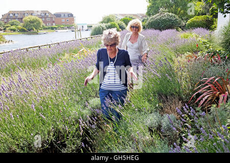 Promenade à travers un lit de fleurs de lavande au parc public Mewsbrook Relaxinnz Angmering Manor Littlehampton Sussex UK Banque D'Images