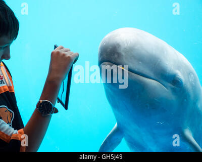 L'enfant interagit avec une fausse orque (Pseudorca crassidens) à l'Aquarium de Vancouver à Vancouver, Canada. Banque D'Images