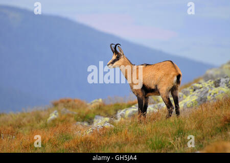 Zoologie / animaux, des Mammifères (Mammalia), Tatra Tatra de chamois ou chamois (Rupicapra rupicapra tatrica), faible (Tatra Nizke Tatry), Slovaquie, Additional-Rights Clearance-Info-Europe,-Not-Available Banque D'Images