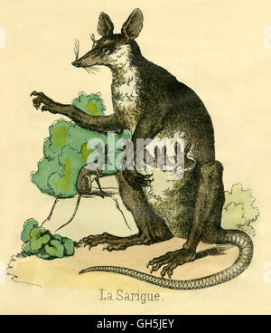 Zoologie / animaux, Mammifères Mammifères / gaufres, des Emberizidae (Amérique du Nord), opossum (Didelphis virginiana), la mère avec les jeunes animaux en sac, illustration, France, vers 1855, l'artiste n'a pas d'auteur pour être effacé Banque D'Images