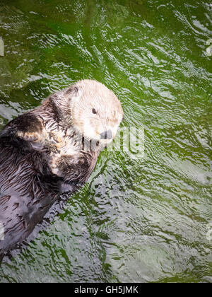 Une femelle loutre de mer (Enhydra lutris) à l'Aquarium de Vancouver à Vancouver, Colombie-Britannique, Canada. Banque D'Images