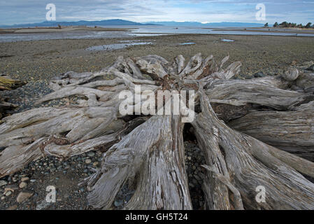 L' épave de bois échoués à Surfside Bay Parksville, l'île de Vancouver en Colombie-Britannique. Le Canada. 11 131 SCO. Banque D'Images