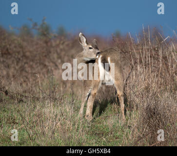 Cerfs à queue noire heureusement sur un parc dans l'île de Vancouver Canada Parksville. 11 140. Banque D'Images