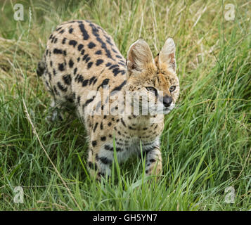Serval gros chat marche dans l'herbe haute Banque D'Images