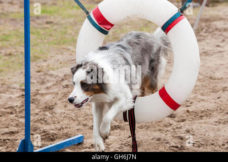 Brun et gris chien saute par hoop Banque D'Images