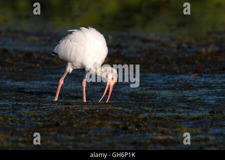 Ibis blanc la chasse à des fins alimentaires dans les herbiers Banque D'Images