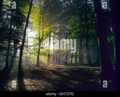 Bois de hêtre dans les collines de Chiltern à l'aube avec la brume et les rayons de l'automne Banque D'Images