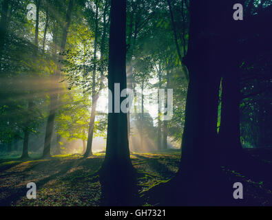 Bois de hêtre dans les collines de Chiltern à l'aube avec la brume et les rayons de l'automne Banque D'Images