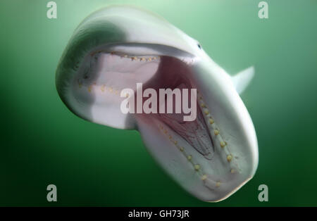 Portrait sous-marin de Beluga avec une bouche ouverte. Béluga (Delphinapterus leucas) de la mer du Japon, Extrême-Orient, Primorsky Krai, Fédération de Russie Banque D'Images