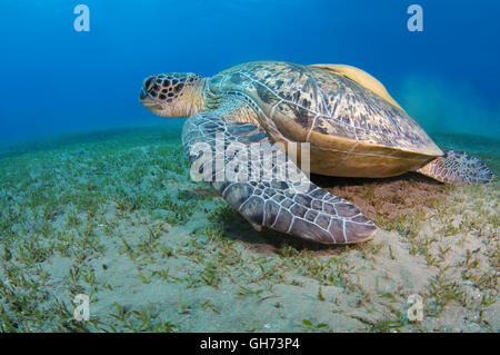 Tortue de mer verte ou du Pacifique tortue verte (Chelonia mydas) assis sur un fond sablonneux, Red Sea, Egypt, Africa Banque D'Images