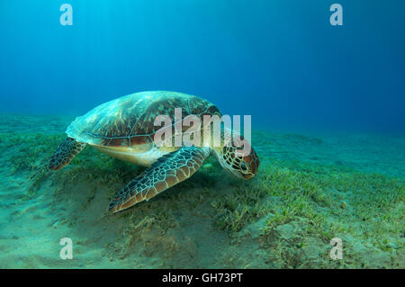 Tortue de mer verte ou du Pacifique tortue verte (Chelonia mydas) manger de l'herbe de la mer en bas, Red Sea, Egypt, Africa Banque D'Images