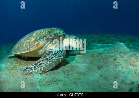 Tortue de mer verte ou du Pacifique tortue verte (Chelonia mydas) manger de l'herbe de la mer en bas, Red Sea, Egypt, Africa Banque D'Images