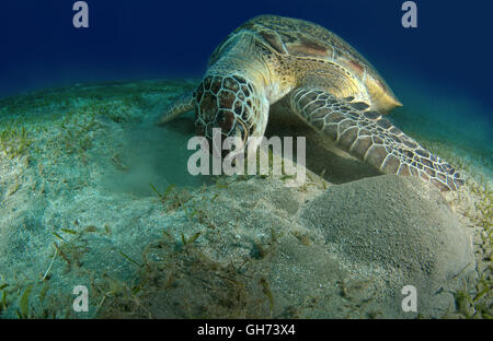 Tortue de mer verte ou du Pacifique tortue verte (Chelonia mydas) manger de l'herbe de la mer en bas, Red Sea, Egypt, Africa Banque D'Images