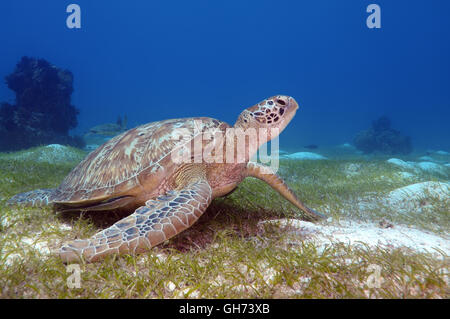 Tortue de mer verte ou du Pacifique tortue verte (Chelonia mydas) assis sur un fond sablonneux, Indo-pacifique, Philippines, en Asie du sud-est Banque D'Images