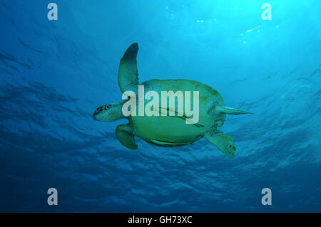 Tortue de mer verte ou du Pacifique tortue verte (Chelonia mydas) Nager dans l'eau bleue, Indo-pacifique, Philippines, en Asie du sud-est Banque D'Images